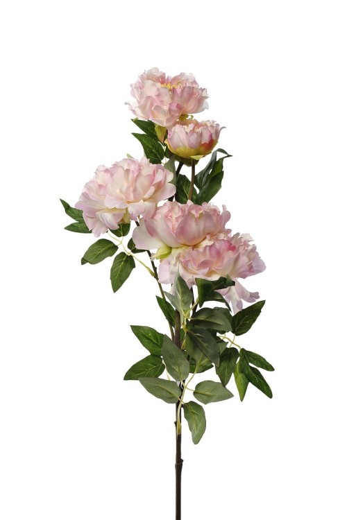 Пион кустовой нежно-розовый 94см(12) (TT-00004040)