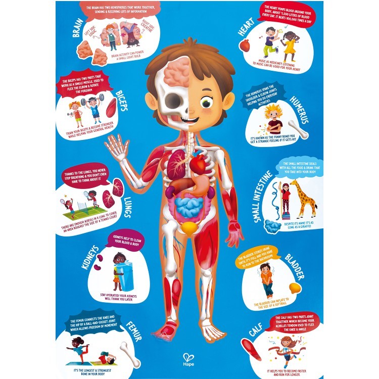 Детский пазл-игрушка "Как устроено тело человека", 60 элементов в кейсе (E1635_HP)