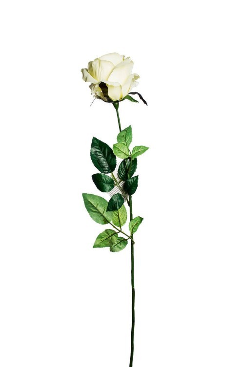 Роза белая 71 см (24) (TT-00001005)