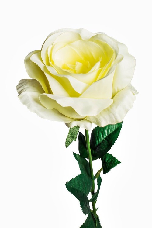 Роза белая 71 см (24) (TT-00001005)