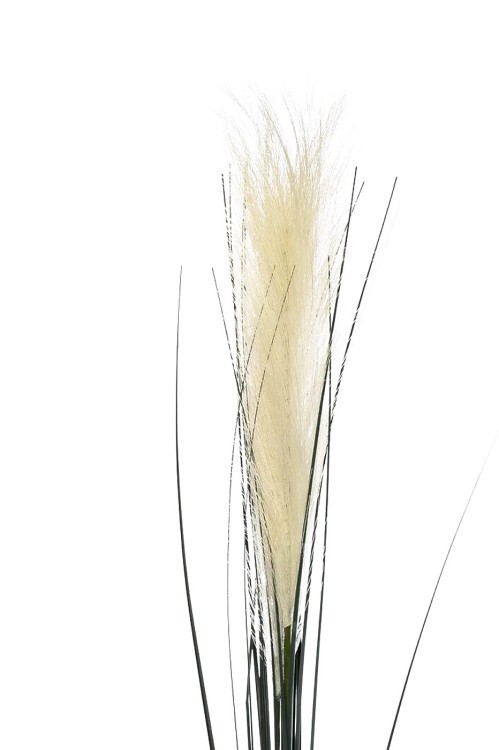 Камыш травянистый белый 80см (36) (TT-00006439)