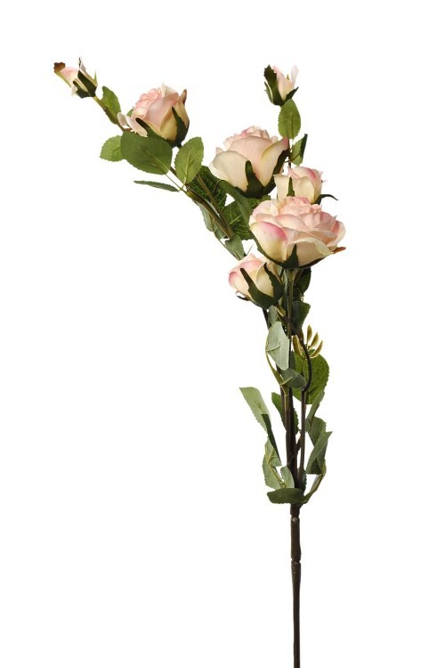 Роза кустовая нежно-розовая 73 см(24) (TT-00004038)
