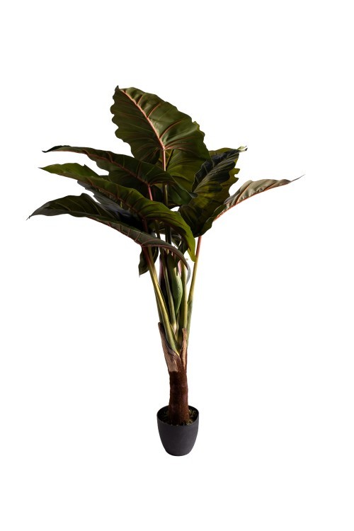 Колоказия искусственная в горшке h155см (TT-00015277)