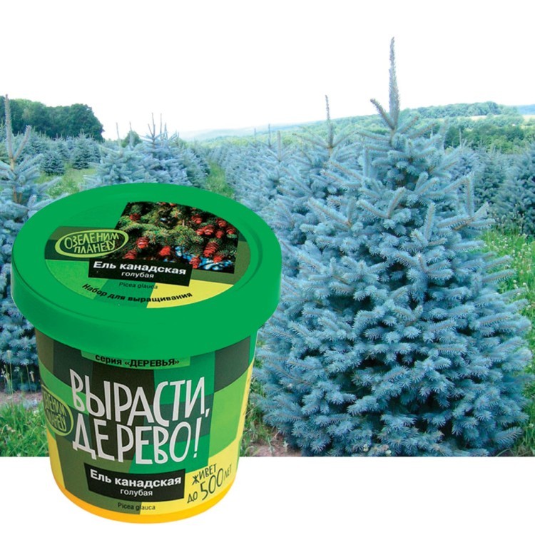 Набор для выращивания растений Вырасти Дерево! Ель канадская голубая zk-048 (3) (66729)